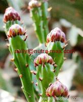 Hoodia Extract