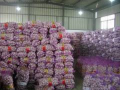 Henan Jiaxin International Trade Co., Ltd.