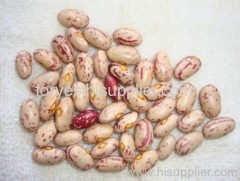 Kidney Beans