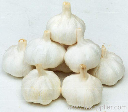 garlic