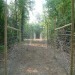 pig fence