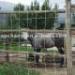 pig fence