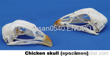 chicken skull