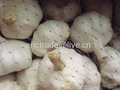 fresh garlic