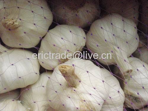 garlic