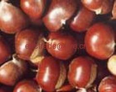 Chinese Chestnut