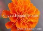 Marigold Extract