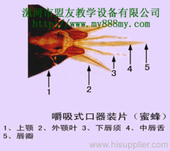 microscope slide