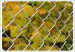 Chain link Fence Mesh
