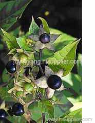 Belladonna Extract