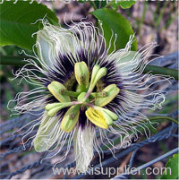 Passion Flower extract