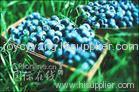 Bilberry P.E.