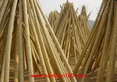 natural bamboo poles