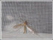 Plastic insects mesh