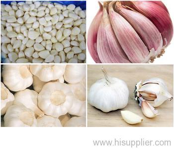 garlic