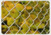 Chain Link Fence Nettings