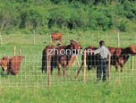 Grassland Fences