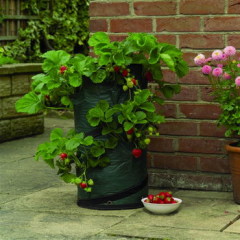 strawberry planter