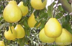 Guanxi honey pomelo