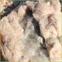 Greasy wool carpet