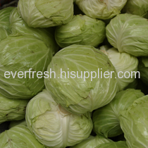 Fresh Cabbage