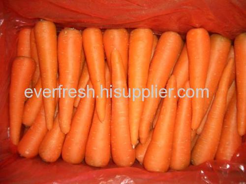 Fresh Carrot