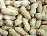 peanuts in shell