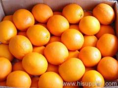 navel orange