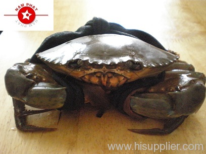 Mub Crab