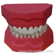 permanent tooth-brushing demonstrating model