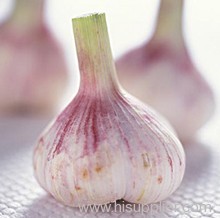 garlic extract