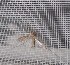 insect screen