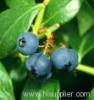 Blueberry anthocyanin