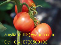 Canned Tomato Paste