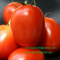 Canned Tomato Paste brix 28-30%