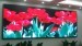 Indoor LED Display