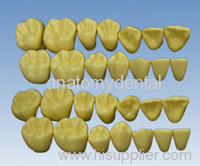 permanent teeth model