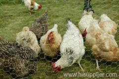 Poultry Netting