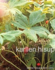 Podophyllum Resin