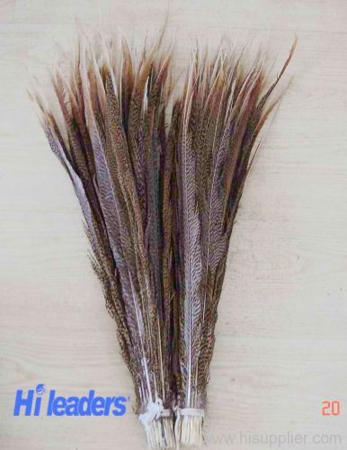 pheasant feather