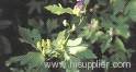 Aconitum ambiguum