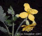 Celandine Extract