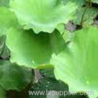 Lotus leaf extract