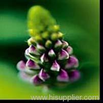 Lupin extract