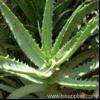 Aloe Vera extract