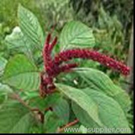 Amaranthus caudatus extract