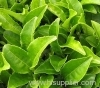 Green Tea Extract