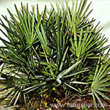 Saw Palmetto Extract