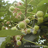 Horse Chestnut Extract