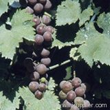 grape seed extract